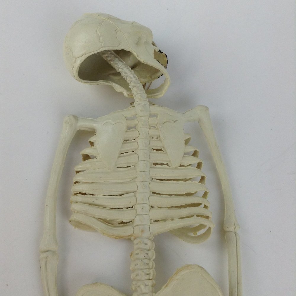 Vintage Halloween Hanging Skeleton 23" - Picture 8 of 13